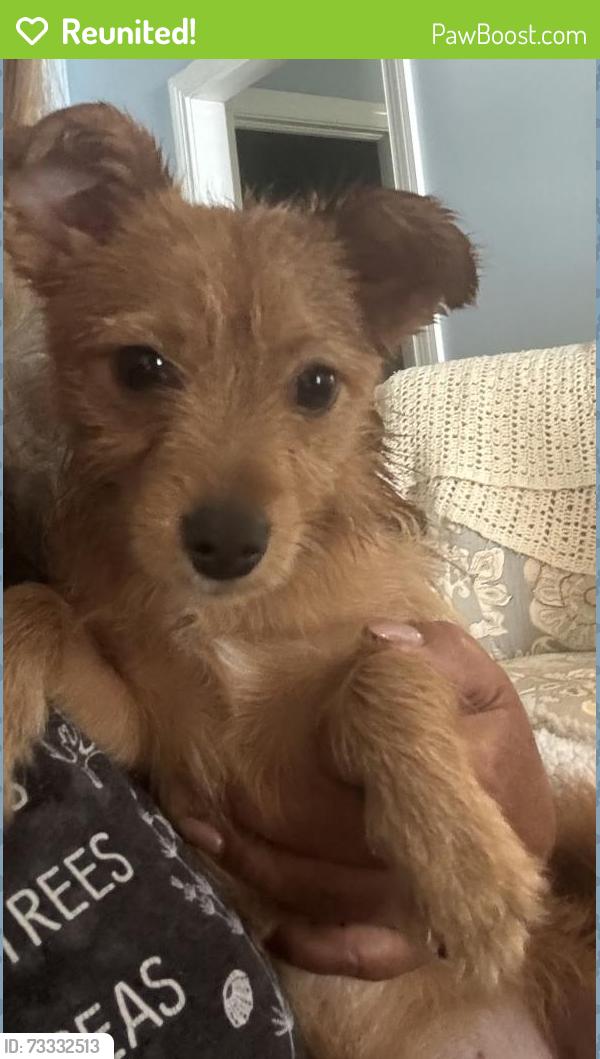 Reunited Male Dog last seen Brentwood Dr. and Pond Dr., Wilson, NC 27896