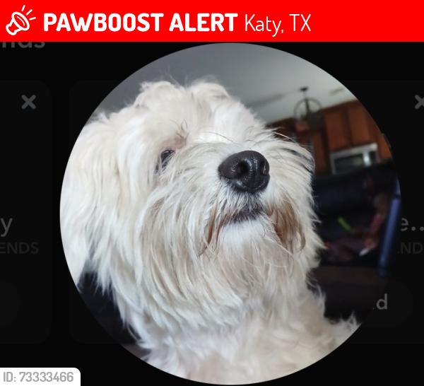 Lost Female Dog last seen Lakeview, Katy, TX 77449