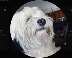 Lost Female Dog last seen Lakeview, Katy, TX 77449