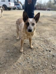 Reunited Female Dog last seen Sunrise drive, Kansas City, MO 64123