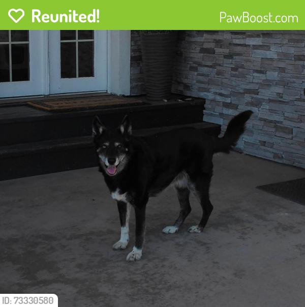 Reunited Female Dog last seen Alturas Dr, Colorado Springs CO 80911, Colorado Springs, CO 80911