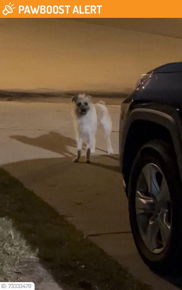 Found/Stray Unknown Dog last seen Morton, Lakes At Mason Park, TX 77449