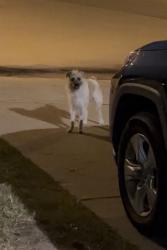 Found/Stray Unknown Dog last seen Morton, Lakes At Mason Park, TX 77449