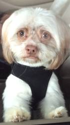 Reunited Male Dog last seen Arizona Street and Central Ave, Union City, CA 94587