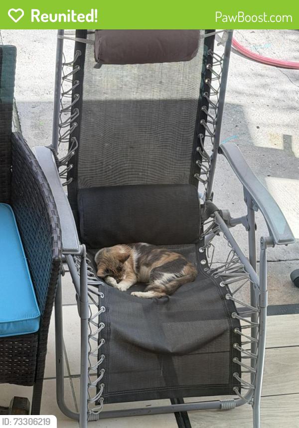 Reunited Female Cat last seen debbie Ln, Houston, TX 77038