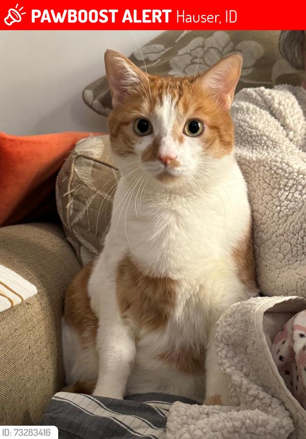 Lost Male Cat last seen Smith Road, Hauser, ID 83854