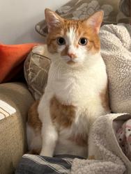 Lost Male Cat last seen Smith Road, Hauser, ID 83854
