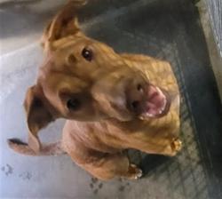 Shelter Stray Female Dog last seen , West Valley Animal Shelter, 20655 Plummer St, Chatsworth, CA 91311, USA