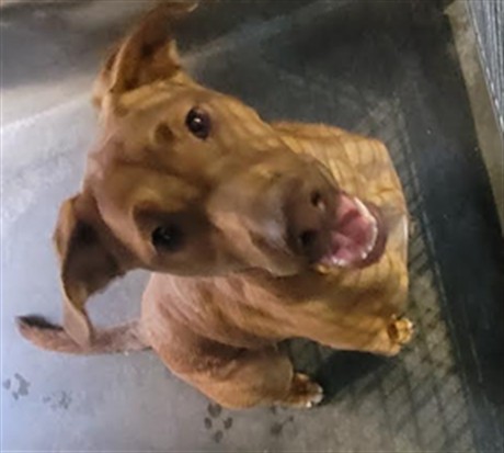 Shelter Stray Female Dog last seen , West Valley Animal Shelter, 20655 Plummer St, Chatsworth, CA 91311, USA