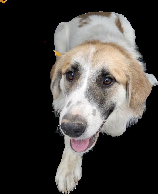 Shelter Stray Female Dog last seen OLD COORS/ SAGE, 3001 2nd St SW, Albuquerque, NM 87105, USA