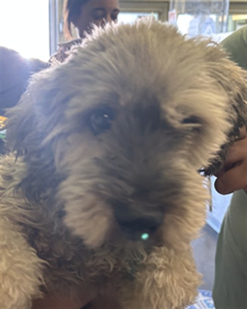Shelter Stray Unknown Dog last seen , 1850 W 60th St, Los Angeles, CA 90047, USA