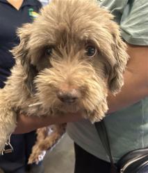 Shelter Stray Unknown Dog last seen , 1850 W 60th St, Los Angeles, CA 90047, USA
