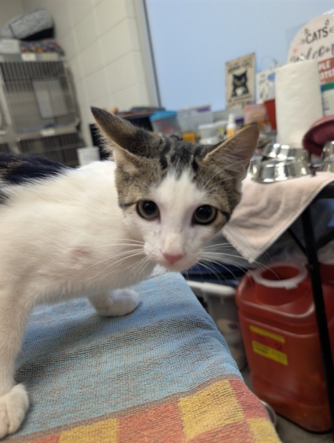 Shelter Stray Male Cat last seen , 4000 N Silverbell Rd, Tucson, AZ 85745, USA