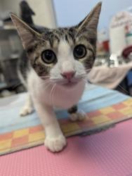 Shelter Stray Male Cat last seen , 4000 N Silverbell Rd, Tucson, AZ 85745, USA