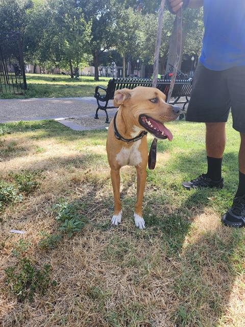 Shelter Stray Female Dog last seen Near BLOCK E TRAVIS ST, 4710 TX-151, San Antonio, TX 78227, USA