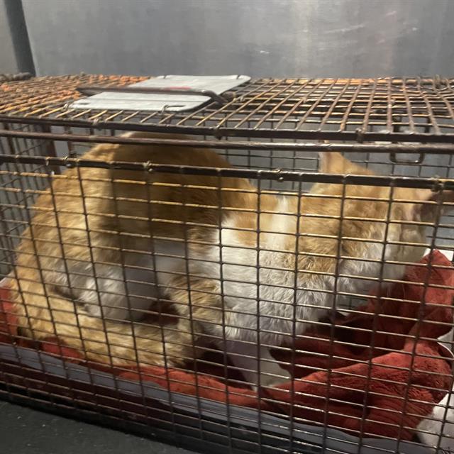 Shelter Stray Male Cat last seen Near BLOCK OF GALLERY SUN DR, 4710 TX-151, San Antonio, TX 78227, USA