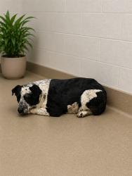 Shelter Stray Female Dog last seen , 38550 Sierra Hwy, Palmdale, CA 93550, USA