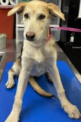 Shelter Stray Female Dog last seen Near BLOCK E THUNDERBIRD RD, 2500 S 27th Ave, Phoenix, AZ 85009, USA