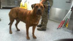 Shelter Stray Female Dog last seen CHARLOTTE, 8315 Byrum Dr, Charlotte, NC 28217, USA