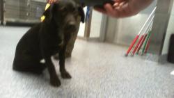 Shelter Stray Female Dog last seen CHARLOTTE, 8315 Byrum Dr, Charlotte, NC 28217, USA