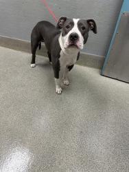 Shelter Stray Male Dog last seen Near BLOCK E TWAIN AVE, LAS VEGAS NV 89169, 655 N Mojave Rd, Las Vegas, NV 89101, USA
