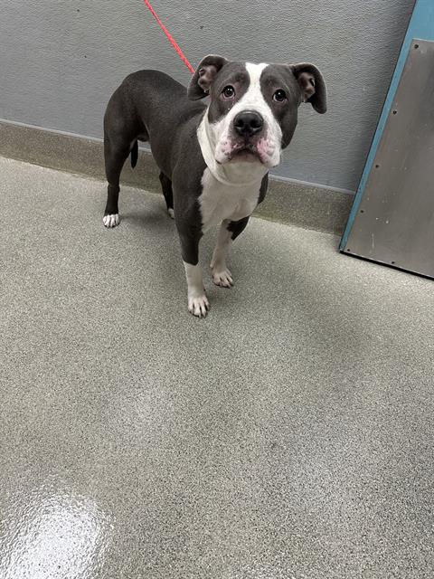Shelter Stray Male Dog last seen Near BLOCK E TWAIN AVE, LAS VEGAS NV 89169, 655 N Mojave Rd, Las Vegas, NV 89101, USA