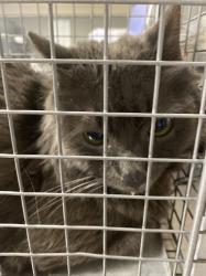 Shelter Stray Male Cat last seen Near BLK OF CAPE SHORE AVE, 655 N Mojave Rd, Las Vegas, NV 89101, USA