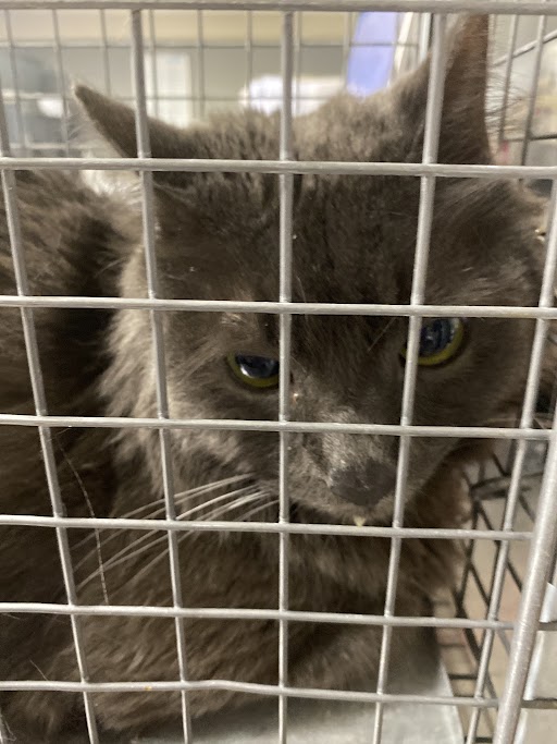 Shelter Stray Male Cat last seen Near BLK OF CAPE SHORE AVE, 655 N Mojave Rd, Las Vegas, NV 89101, USA