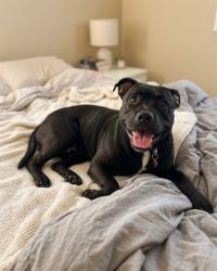 Shelter Stray Female Dog last seen Near BLOCK TEVIS DR, 3528 Newburg Rd, Louisville, KY 40218, USA