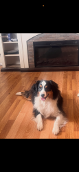 Reunited Male Dog last seen Eubank and central, Albuquerque, NM 87123