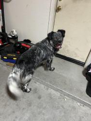 Reunited Male Dog last seen Keim Dr and Robles Dr, Litchfield Park, AZ 85340
