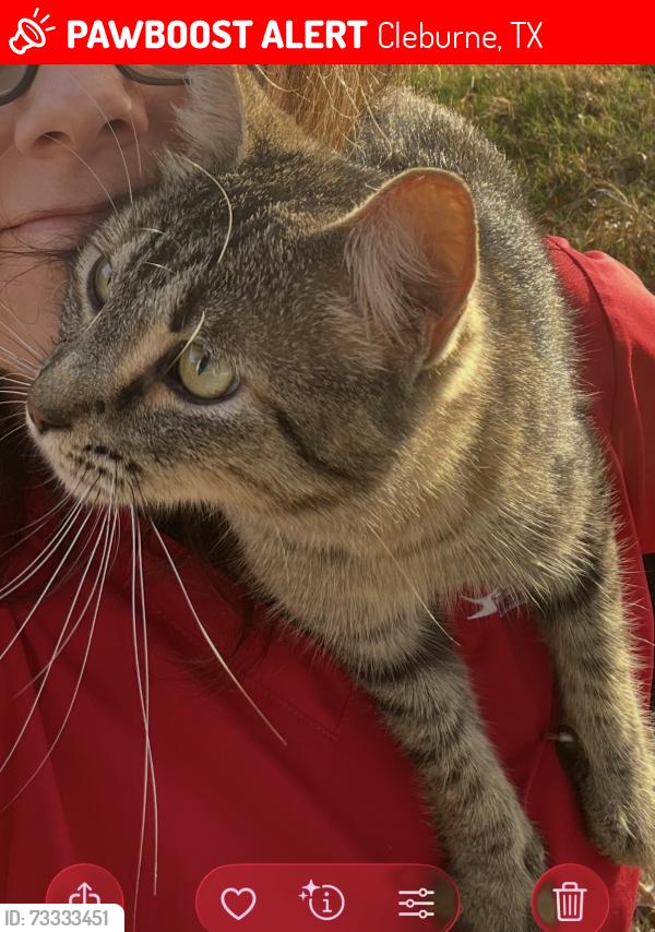Lost Female Cat last seen Vaughn road, arrowhead road, Cleburne, TX 76031