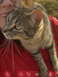 Lost Female Cat last seen Vaughn road, arrowhead road, Cleburne, TX 76031