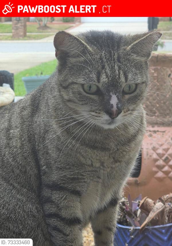 Lost Male Cat last seen Spring Ave & Nancy Ct, Oakville, CT 06779
