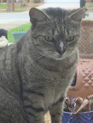 Lost Male Cat last seen Spring Ave & Nancy Ct, Oakville, CT 06779