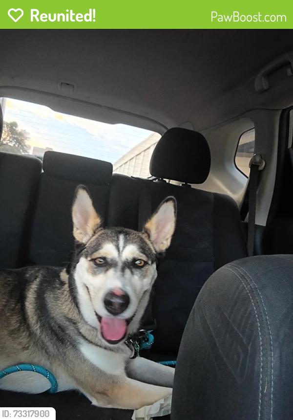 Reunited Female Dog last seen Near Broadway, San Antonio, TX 78209, USA, San Antonio, TX 78209