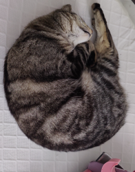 Lost Male Cat last seen OCEAN AND ARCADE ARE THE CROSS STREETS!, Ventura, CA 93003