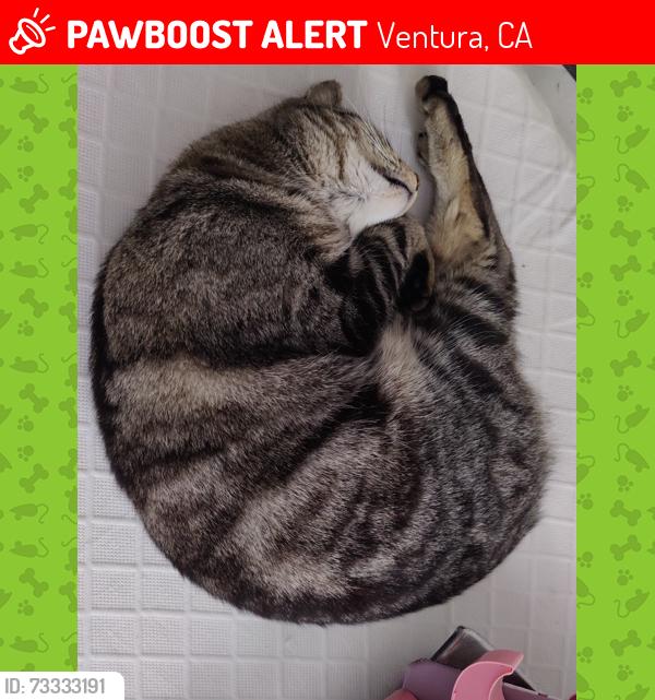 Lost Male Cat last seen OCEAN AND ARCADE ARE THE CROSS STREETS!, Ventura, CA 93003