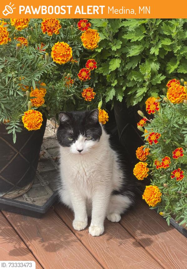Found/Stray Unknown Cat last seen Near Jubert Trail, Medina, MN 55340