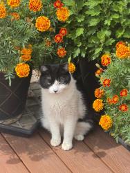 Found/Stray Unknown Cat last seen Near Jubert Trail, Medina, MN 55340