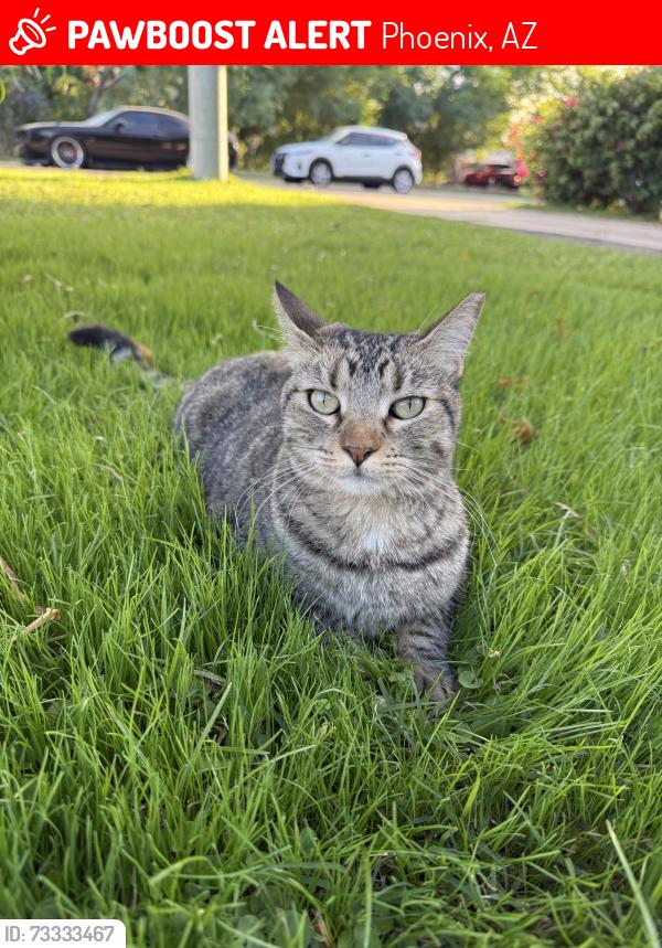 Lost Female Cat last seen 8th st/ Whitton Ave, Phoenix, AZ 85014