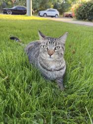 Lost Female Cat last seen 8th st/ Whitton Ave, Phoenix, AZ 85014