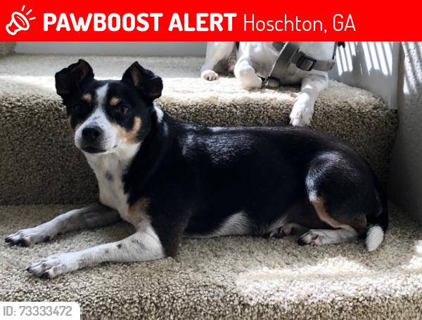 Lost Female Dog last seen Cabernet Way. The Springs of Chateau subdivision, Hoschton, GA 30548