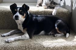 Lost Female Dog last seen Cabernet Way. The Springs of Chateau subdivision, Hoschton, GA 30548