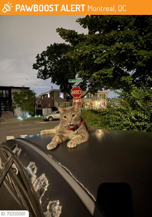 Found/Stray Male Cat last seen Jean-Nicolet, Montreal, QC 
