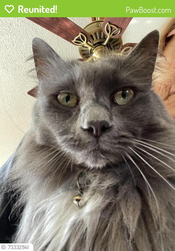 Reunited Male Cat last seen ValleyFallsLP, Spring Hill, FL 34609