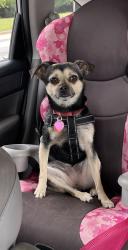 Reunited Female Dog last seen Inside hse, Greer, SC 29650