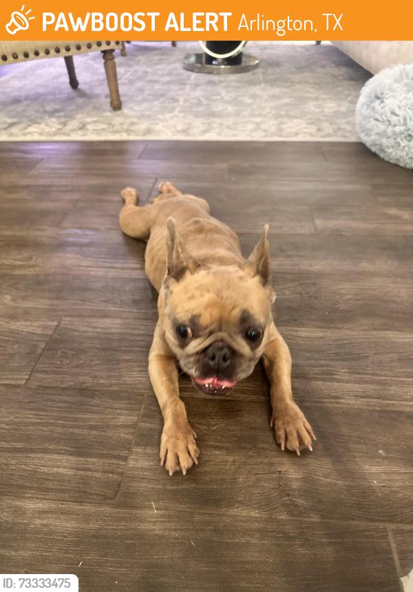 Found/Stray Female Dog last seen Tan French bulldog, Arlington, TX 76015