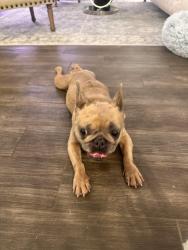 Found/Stray Female Dog last seen Tan French bulldog, Arlington, TX 76015