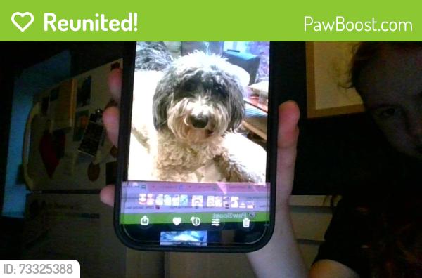Reunited Female Dog last seen 20th Ave South by sibley park, Minneapolis, MN 55407